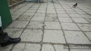 Ворона - самая умная птица / УМНЫЕ ВОРОНЫ. УДИВИТЕЛЬНОЕ РЯДОМ.