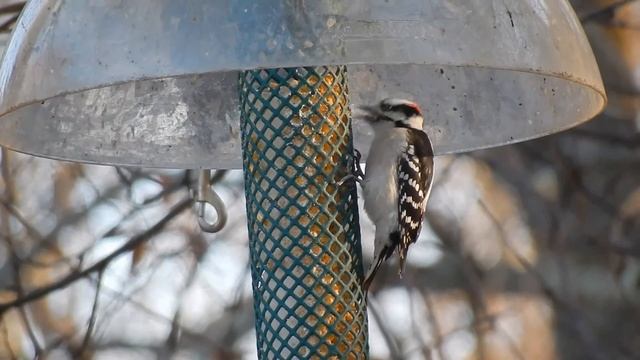 Backyard Friends ~ Testing out my new Camera ~ Nikon S9900 смотреть онлайн