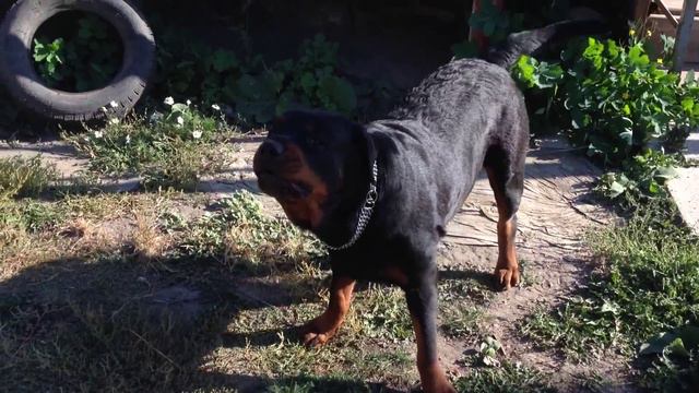 Ротвейлер - голос (Rottweiler - Say It)