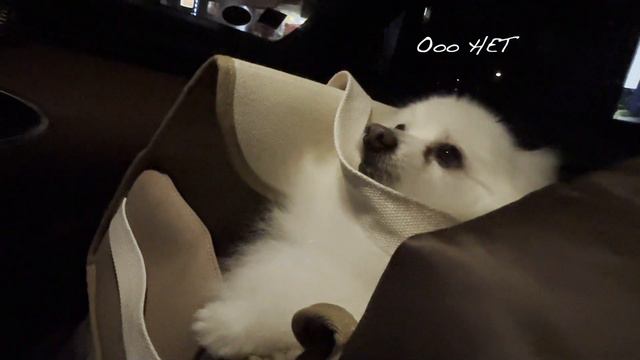 Всем с новым годом из Кореи с померанским шпицем "Канчо" смотреть онлайн