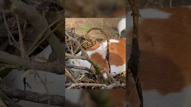 Джек-рассел-терьер. Охота на мышей. смотреть онлайн