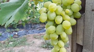 Виноград Ладанный-2. 2020