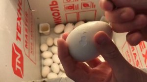 Как помочь утёнку, цыплёнку , гусёнку при вылуплении ? Инкубация яиц