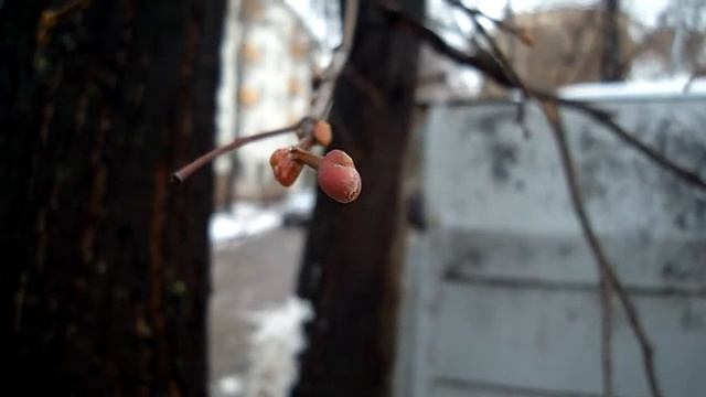 Видео тест Samsung NV24HD - День, пасмурно, режим макро смотреть онлайн