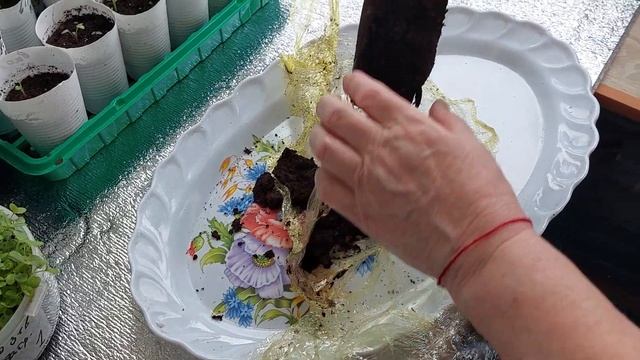 #Неожиданные#покупки#саженцев#роз.