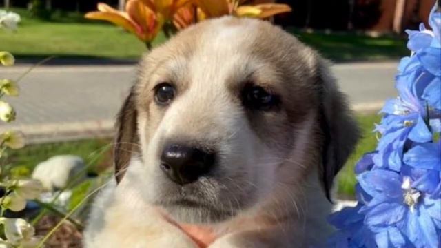 Пять Щенят смотреть онлайн