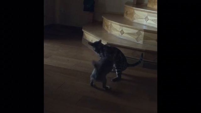 Животные - бой лучших