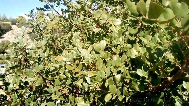 Ceratonia siliqua Χαρουπιά смотреть онлайн