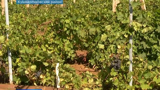 Питомник винограда Башкирии смотреть онлайн