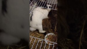 кошка спаривается с кроликом