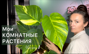 Большой обзор | АЛЛОКАЗИИ СЦИНДАПСУСЫ ФИКУСЫ ТРАДЕСКАНЦИИ МУРДАНИЯ ДИФФЕНБАХИИ  | Дневник садовода