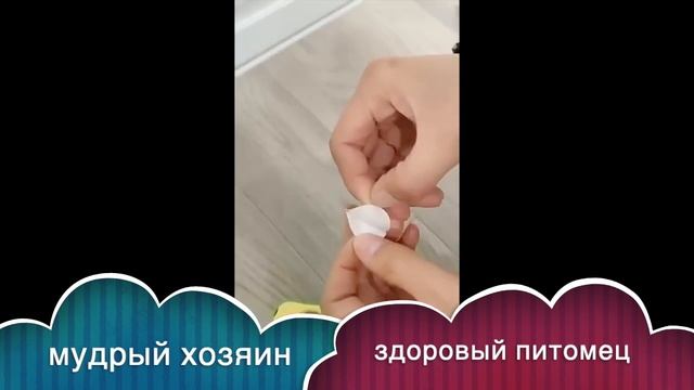 кошачья мята