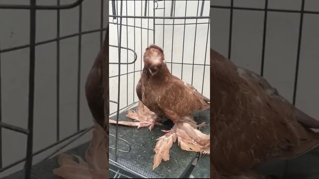 ПТЕНЦЫ УЗБЕКСКИХ ГОЛУБЕЙ