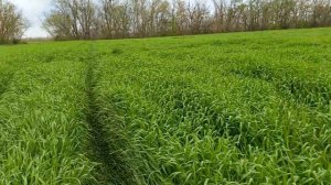 ячмень, защита от болезней и вредителей