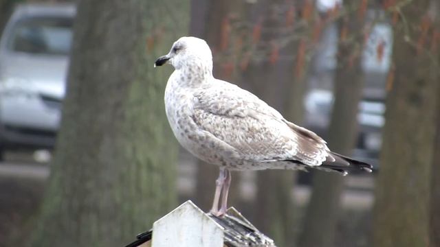 Городские птицы Калининграда смотреть онлайн
