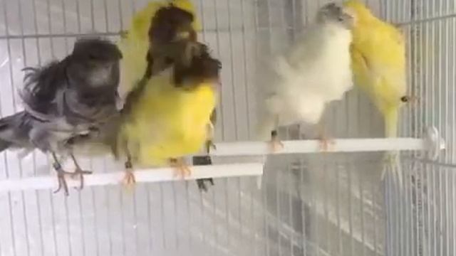 Парижский трубач, Падуанские фризе разведение 2020г TVK&JA Россия, г. Москва смотреть онлайн