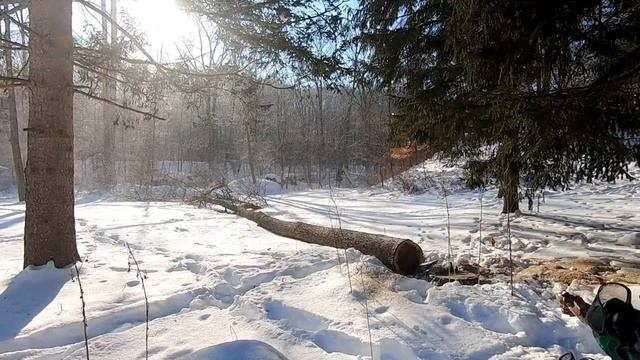 Arborist Struck by Falling Limb! смотреть онлайн