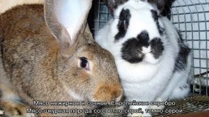 Кролики мясных пород: какие разводить в домашних условиях