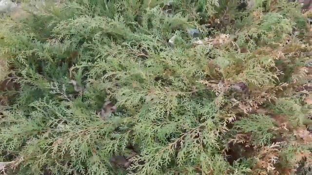 Уход за хвойниками весной смотреть онлайн