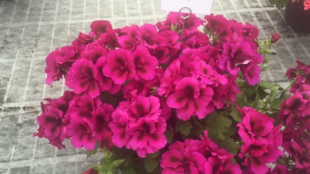 Burghi - Pelargonium Grandiflorum смотреть онлайн