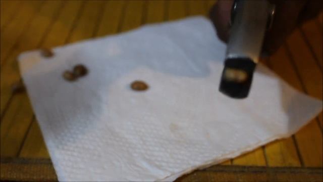 Germinar Semilla Lluvia de Oro смотреть онлайн