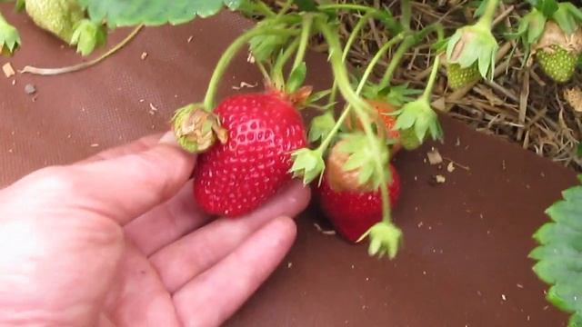 Ростим вмести. часть 6 ( Маригет красавица ) смотреть онлайн