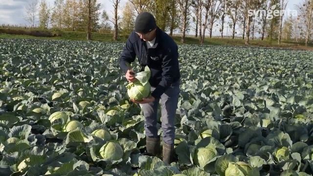 Белокочанная капуста Тореадор F1 - для механизированной уборки смотреть онлайн