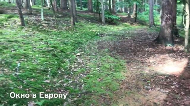 Сбор белых грибов в лесу Чехии. Наш первый удачный опыт! смотреть онлайн