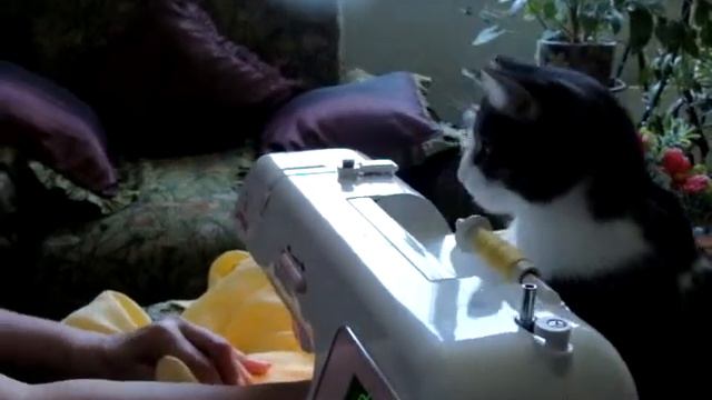 Кот Бублик - швея 1. смотреть онлайн