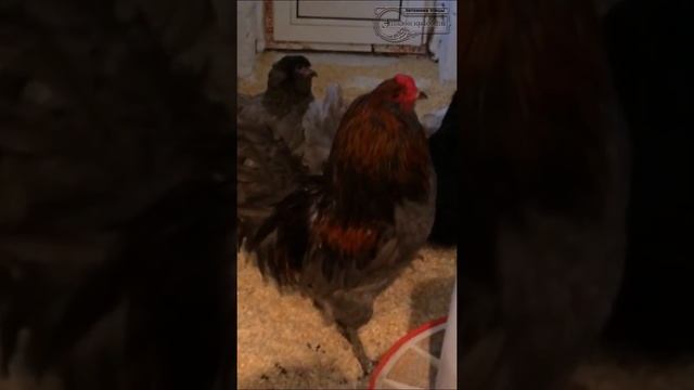 Куры породы Амераукана (видео №1), питомник птицы Эталон красоты смотреть онлайн