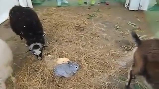 заказ животных, В Москве, 8 (916) 702-11-08 смотреть онлайн