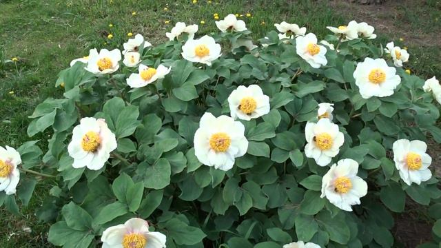 Paeonia mlokosewitschii Lomakin смотреть онлайн