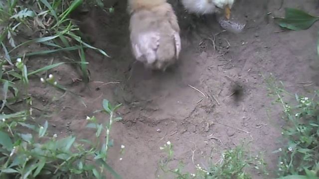 Цыплёнок купается смотреть онлайн
