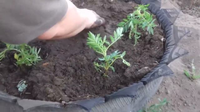 Пасадка помедор ,досадка капусты , посадка баклажан , посадка шофран к смотреть онлайн