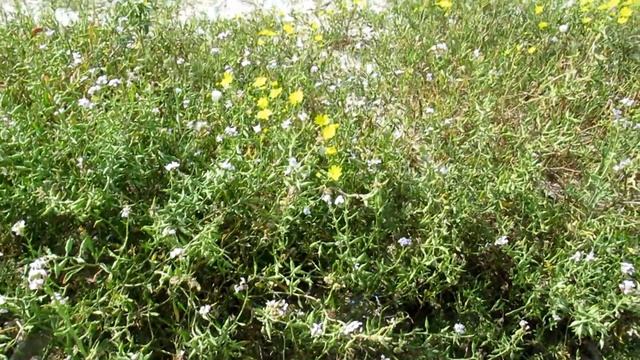 Морская Горчица (лат. Cákile)и Крестовник(Senecio vernalis) у моря!Кирьят-Ям.Израиль.Israel. смотреть онлайн