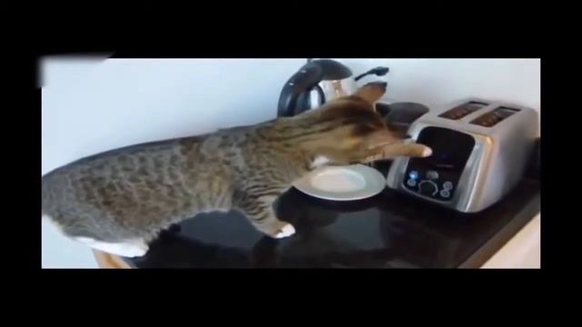 Да,сильно напугали !!! Смешные животные! Приколы! Смешные коты! / Funny animals! Fun! Funny Cats! смотреть онлайн