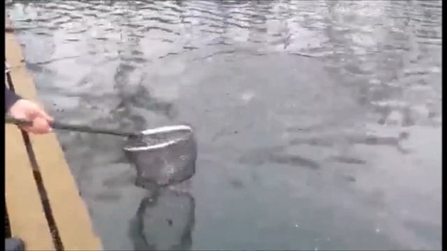 Рыбалка по открытой воде в Подмосковье!!!Рыбалка в Савельево-2!!! смотреть онлайн