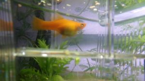 Беременная самка меченосец