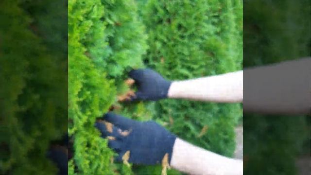 Срочно !!!! Уход за туями . Когда атакует тля . смотреть онлайн