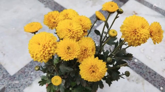 ସେବତୀ | गुलदाउदी | Chrysanthemum in Odia смотреть онлайн
