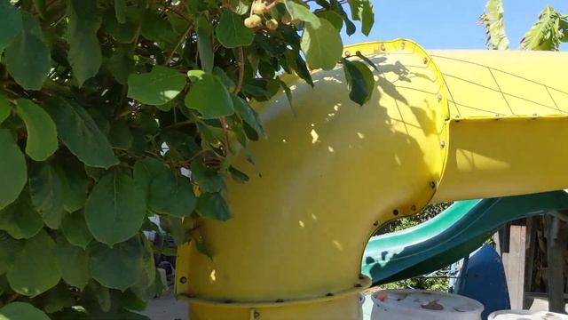 Киви в цвету... смотреть онлайн