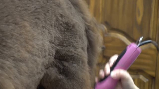 Rare dog breed you don't know exists | Doodle hate explained смотреть онлайн