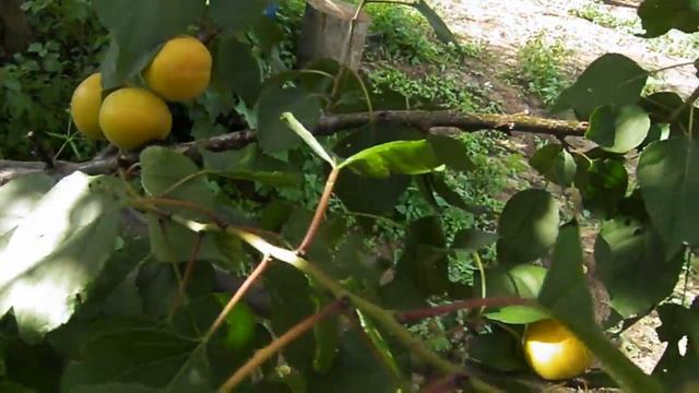 Абрикосовый сад во Владимирской области (часть 6) смотреть онлайн