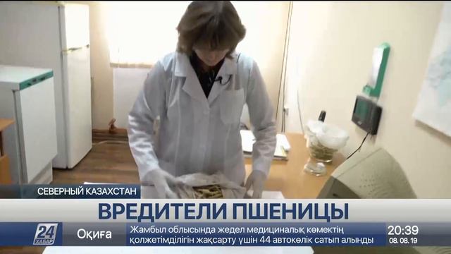 Площади поврежденных вредителями посевов увеличиваются в СКО смотреть онлайн
