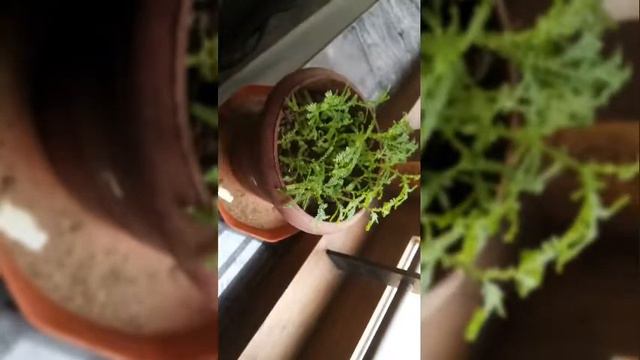 Selaginella Kraussiana Clubmoss African Clubmoss