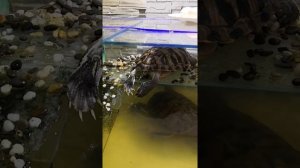 красноухая черепаха откладывает яйца