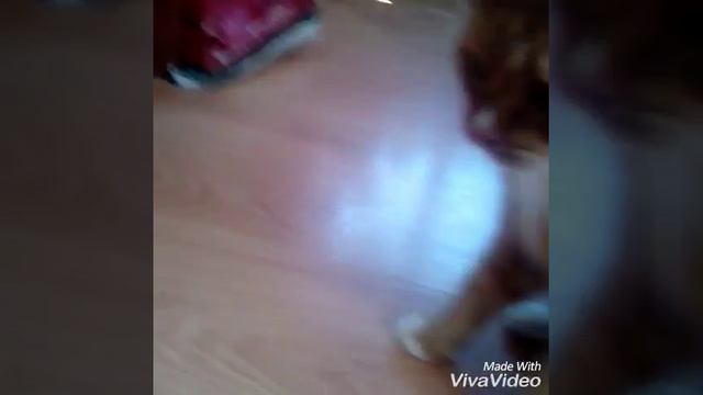 Рыженький котик лизни свой животик😃😃 смотреть онлайн