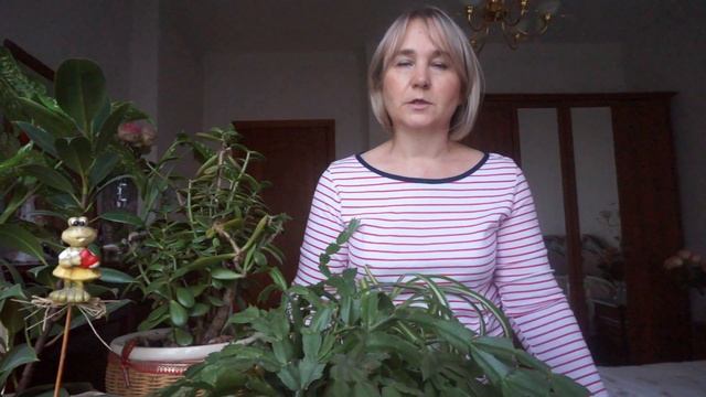 Ядовитые комнатные растения. Комнатные растения опасные для котов и кошек. смотреть онлайн