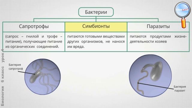 Биология 6 класс (Урок№4 - Питание бактерий и грибов.) смотреть онлайн