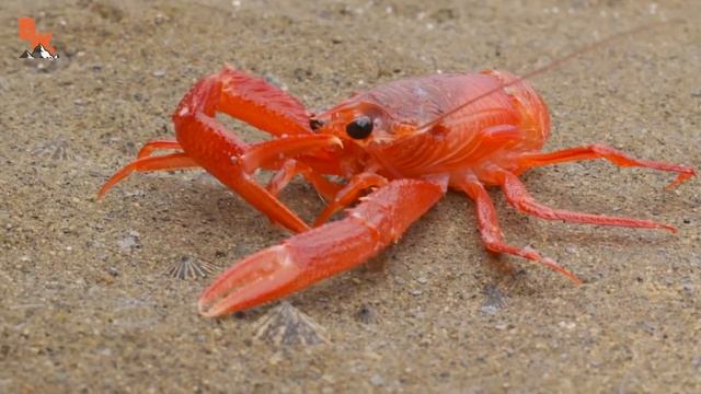 НАШЕСТВИЕ КРАБОВ / Койот Питерсон на русском